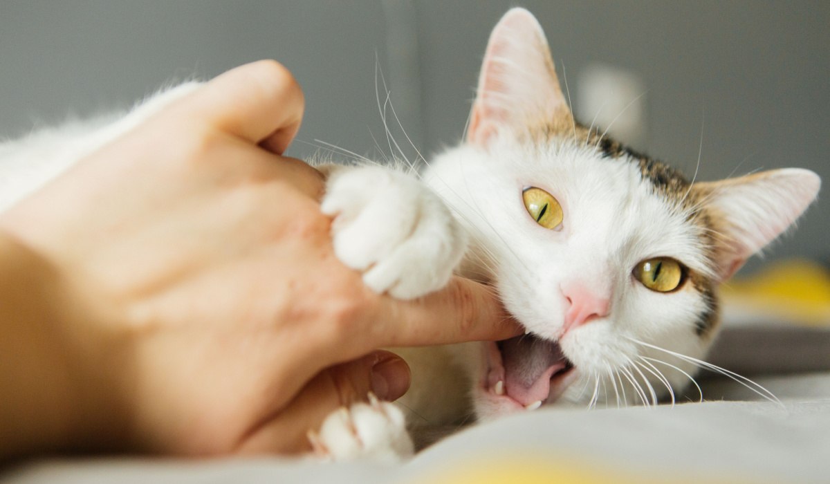 Cats don't like human music — play them this instead