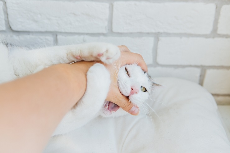 Cat biting at hand