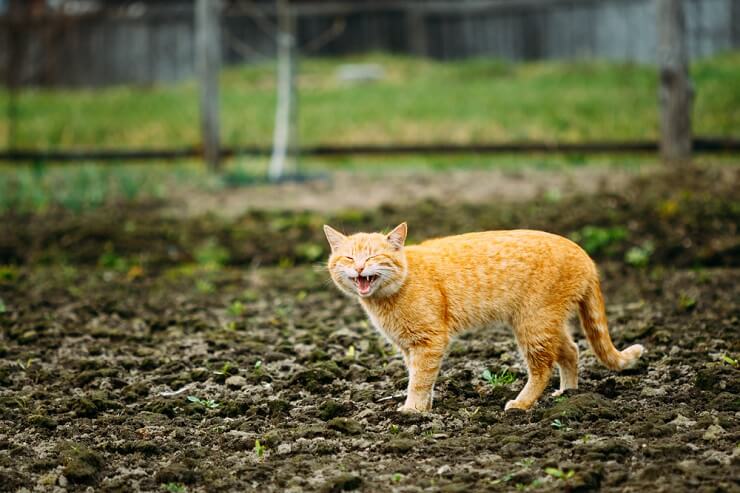 Cat Screaming — What It Sounds Like and What It Means - Catster