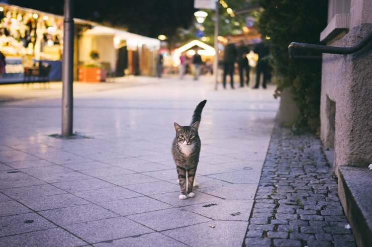 Close-up image of a cat.