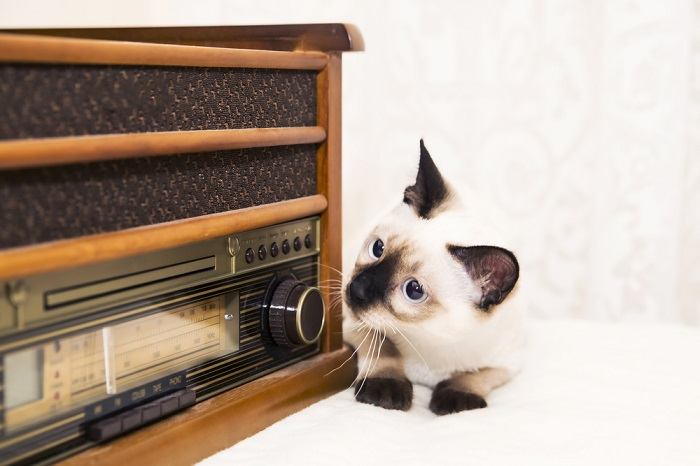 Gato mirando una radio.