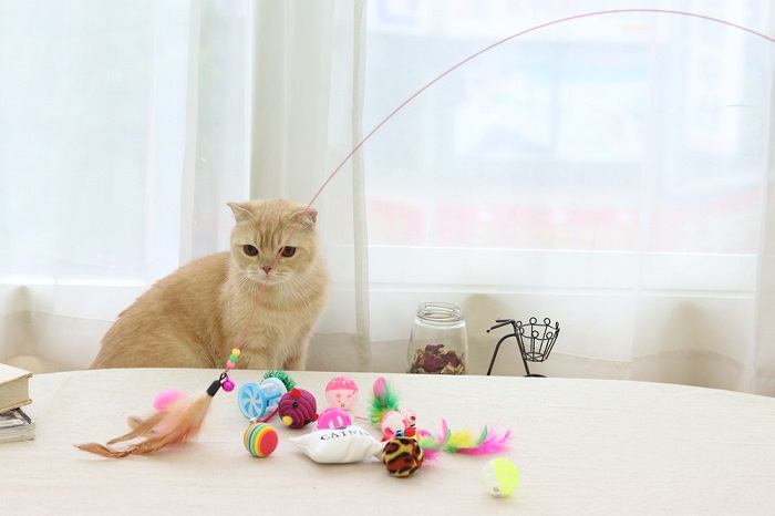 cat with different cat toys
