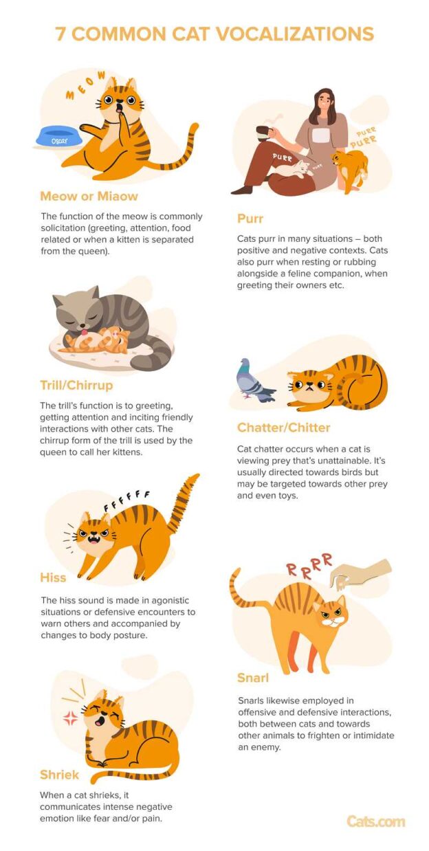 Picture of 7 Common Cat Vocalizations And What They Mean - Cats.com
