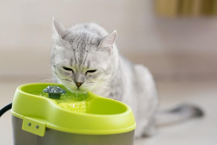 Cat water fountains in a compressed image, showcasing a convenient and appealing way to provide hydration for your feline friends