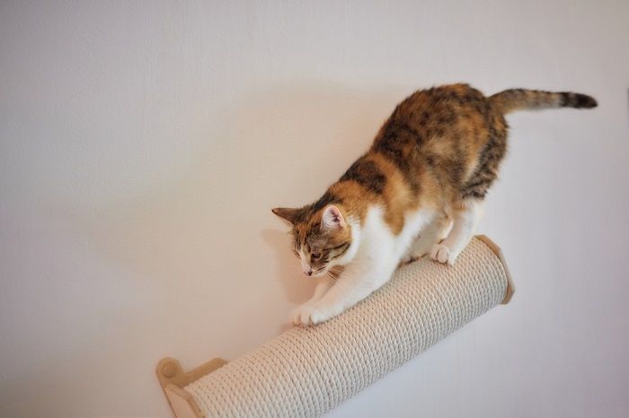 An image featuring a wall-mounted cat scratching post.