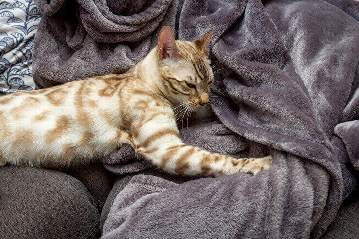 Image showcasing cats kneading, a behavior where they rhythmically press their paws against surfaces, often associated with contentment and relaxation.