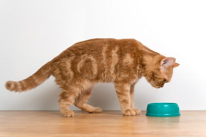 Changing the cat's water bowl regularly to ensure freshness and cleanliness.