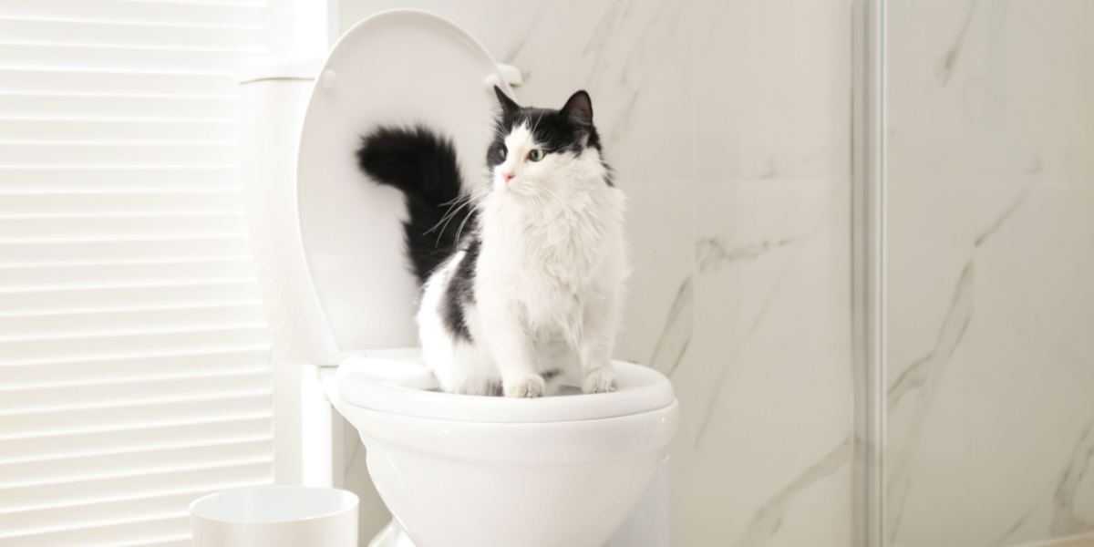 Toilet training cat