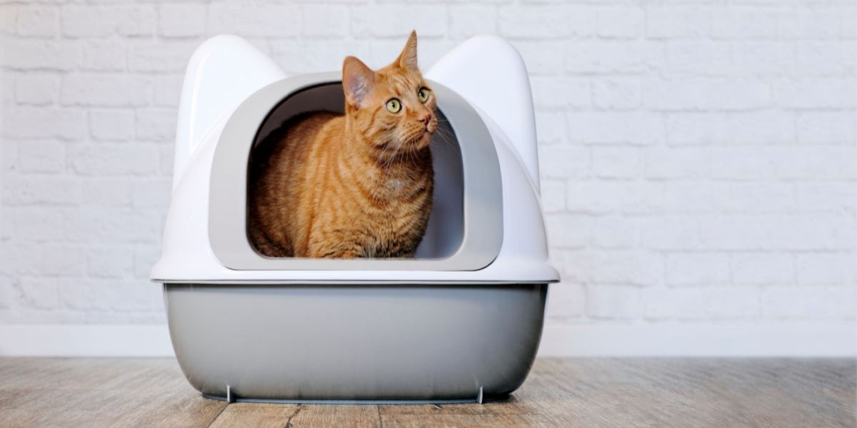 A cute ginger cat sitting in a litter box, demonstrating typical feline behavior in a sanitary environment.