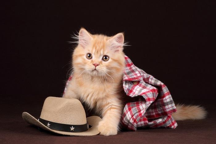 Cute little ginger kitten, radiating warmth and adorableness