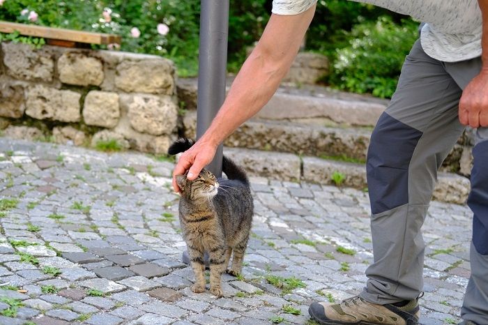 Image featuring a topic related to cats and their ability to sense human emotions.