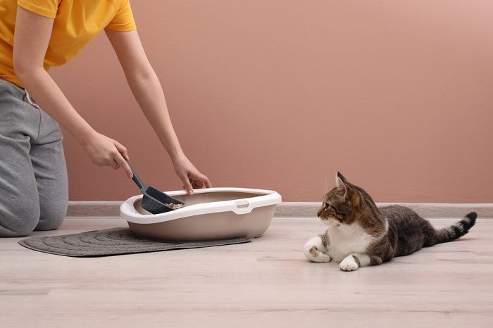 An image illustrating a cat finishing its defecation inside a clean litter box.