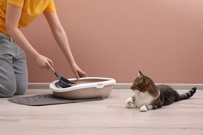 A cat finishing its time in the litter box after pooping, a common and appropriate behavior in feline hygiene.