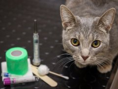 cat at vet will need injection