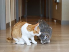 two cats