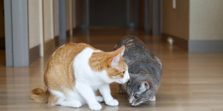 two cats