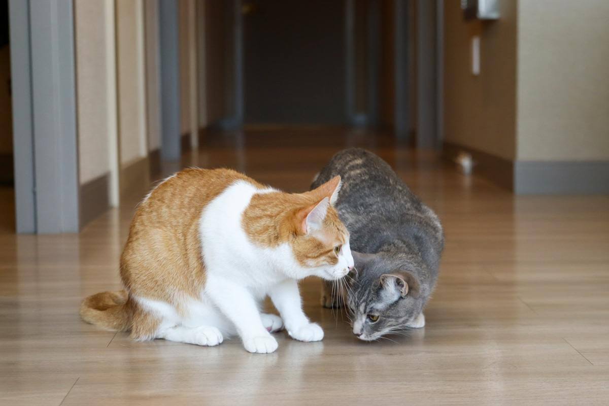 two cats