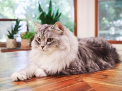 Grey White Siberian Cat Laying Lounging on Table