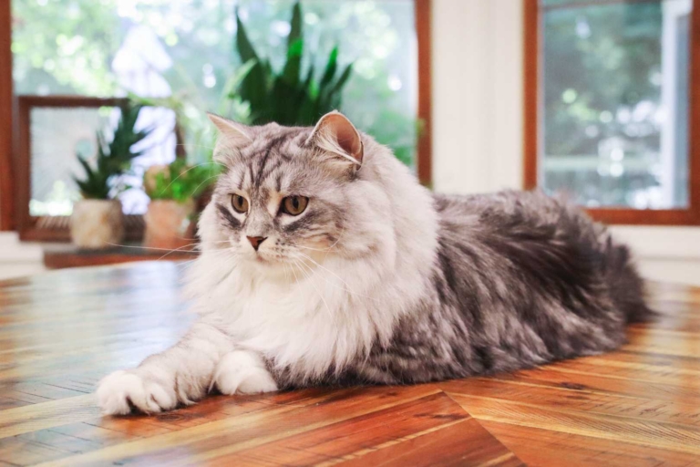 100 Alcohol-Inspired Cat Names With Meanings