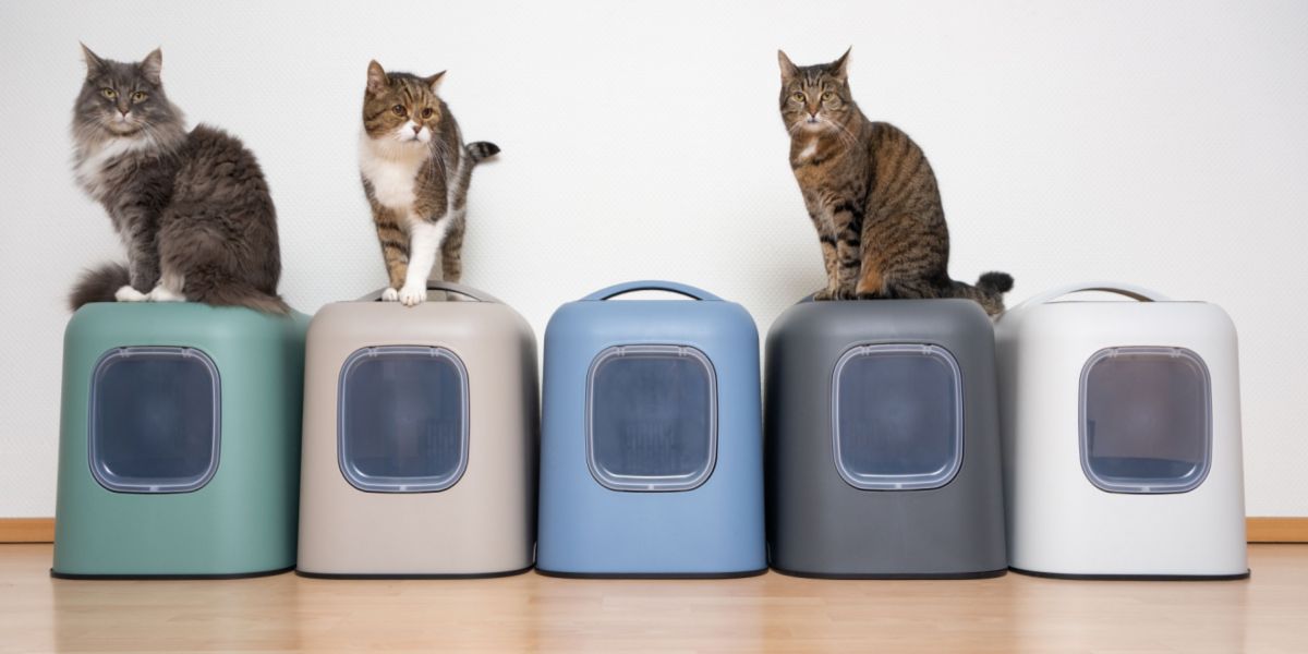 Number of litter boxes per cat