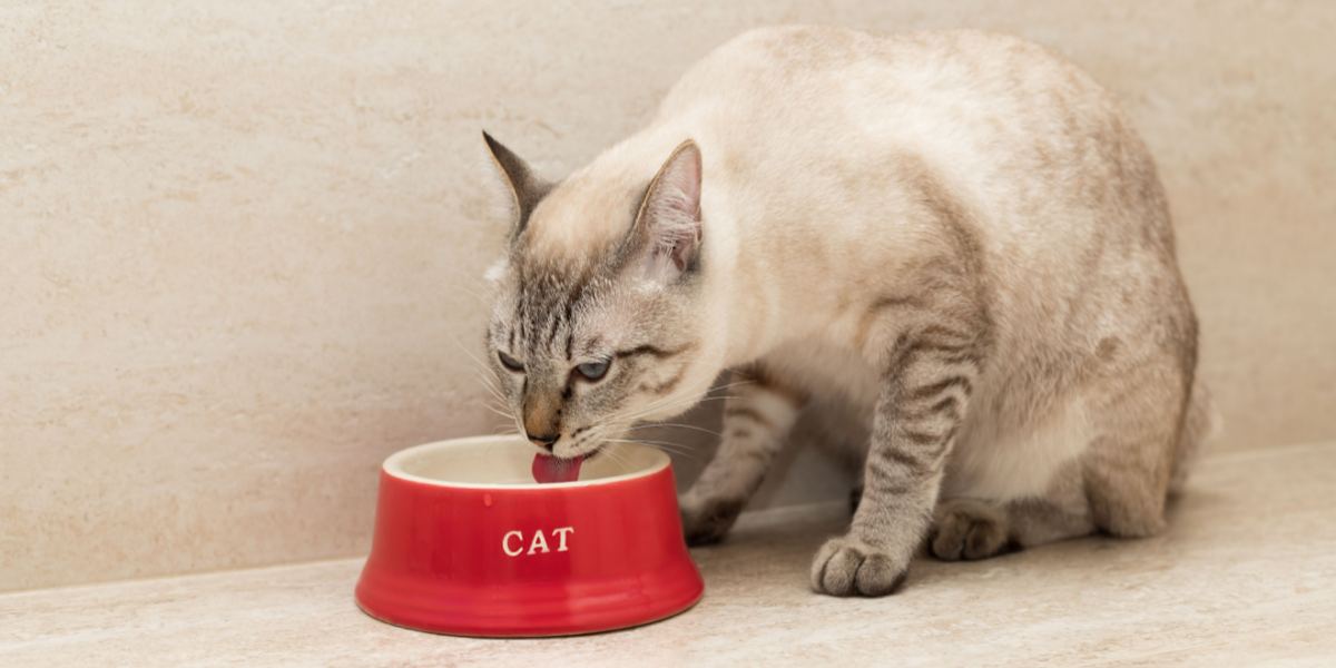 Cats putting food shop in water bowl