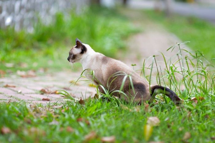 Cat 2025 pooping outside