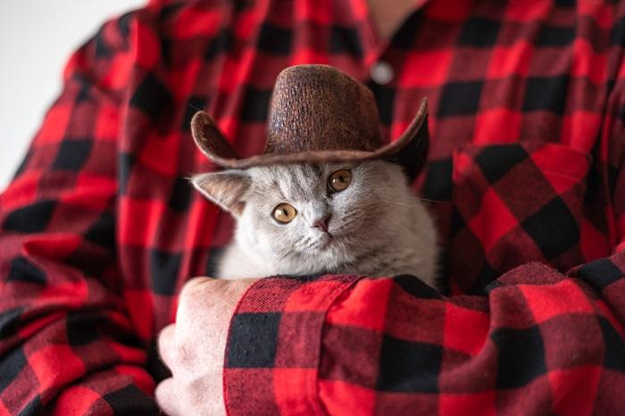 Adorable kitten wearing a cowboy hat, evoking a playful and charming scene.