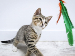 Kittens