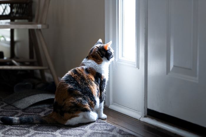 The image depicts a cat sitting by a doorway or window, looking out as if watching its owner leave.