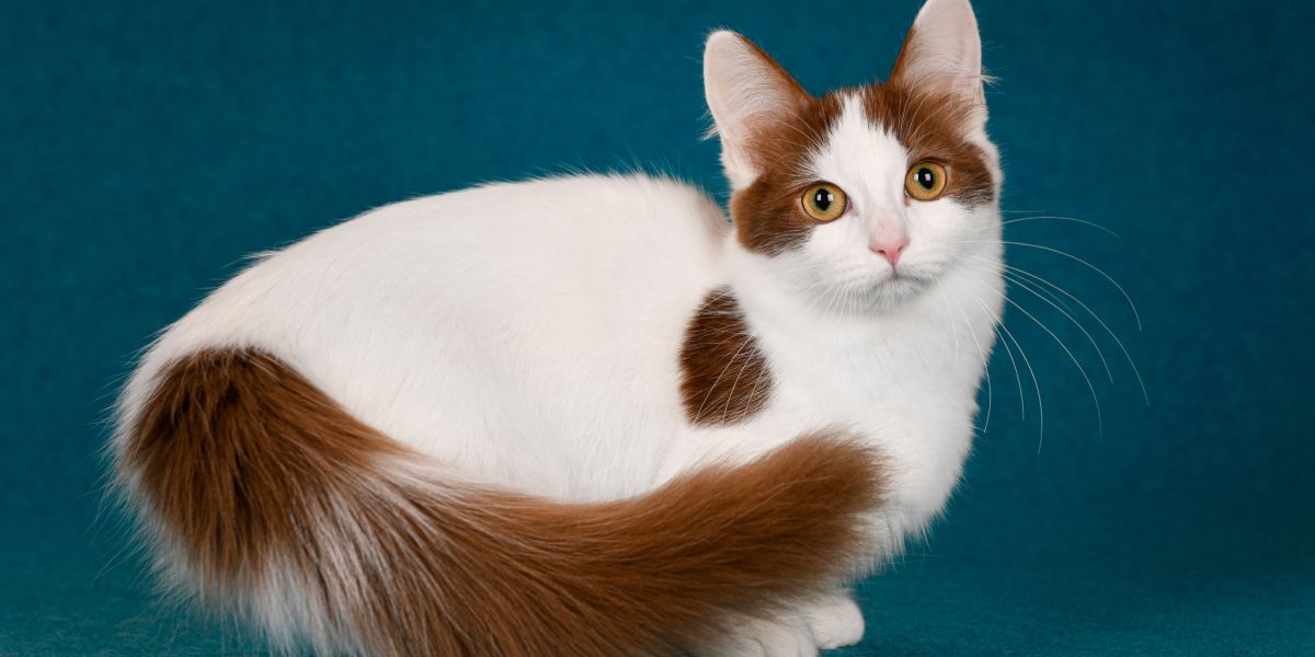 small white and brown cat.