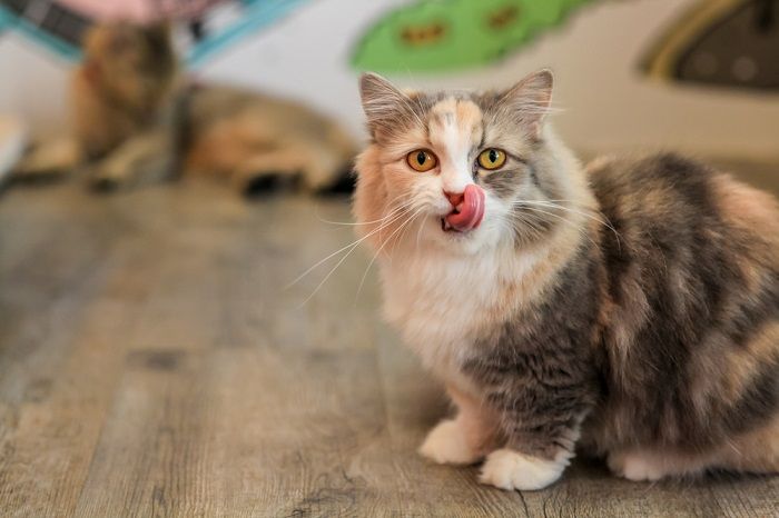 An endearing image of a munchkin cat enthusiastically licking its lips after a meal, showcasing its adorable and animated eating behavior.