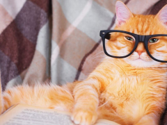 Cat wearing reading glasses, engrossed in a book, symbolizing a whimsical and intellectual scene.