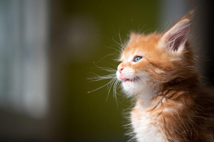 Image depicting a cat 'blepping,' showcasing its tongue slightly sticking out, a behavior that often evokes amusement and adoration.