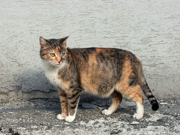 Why does meowing Concord cat clam up at the vet's office?