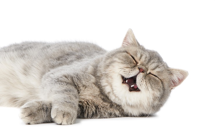A heartwarming image of a contented cat, its eyes closed in bliss, while it emits a gentle purring sound, reflecting the soothing and happy nature of this feline behavior.