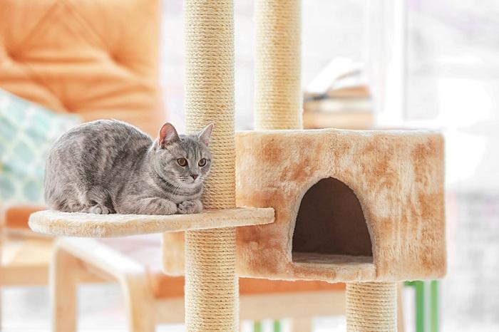 How To Get A Cat To Use A Cat Tree In 6 Simple Steps Cats