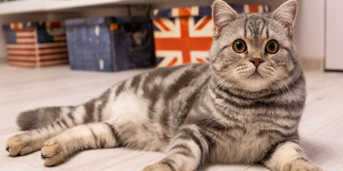 145 Best British Cat Names: Our Top Picks For Your Cat With Meanings