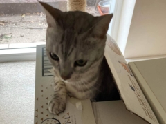 Snow inside Tofu Cat Litter box