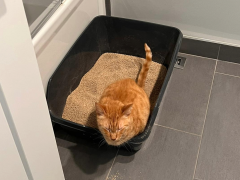 Solj peeing in a new litter box