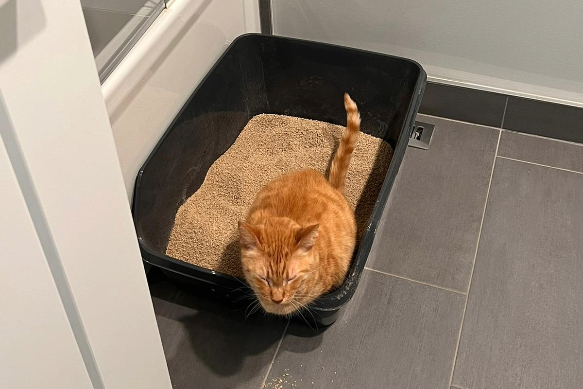 Solj peeing in a new litter box