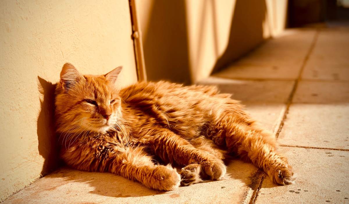 Cat basking in the sunlight, sprawled comfortably and enjoying a sunbath.