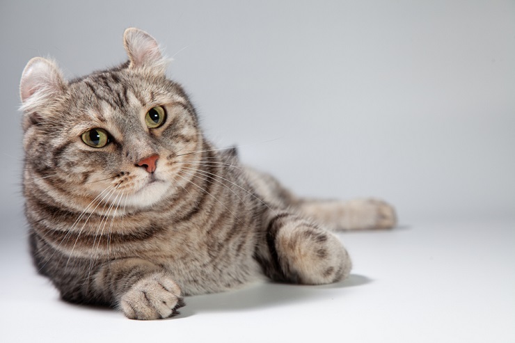 An image of an American Shorthair cat, epitomizing the quintessential characteristics of the breed, from its well-defined features to its confident demeanor.