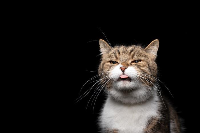 Image illustrating a cat with a sore mouth, underscoring the potential discomfort and health issues that can arise from oral problems.