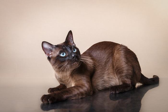 Tonkinese cat, known for its charming personality and striking coat pattern.