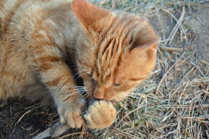 cat chew nail
