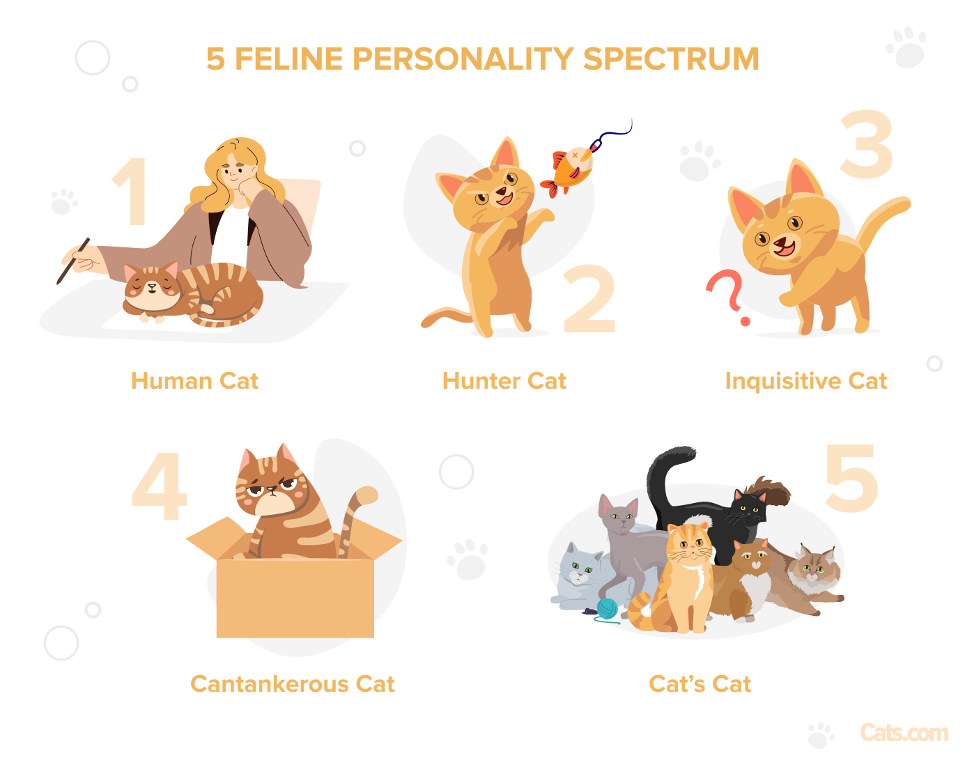 5 types 2024 of cats