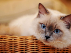 Graceful white cat with mesmerizing blue eyes.