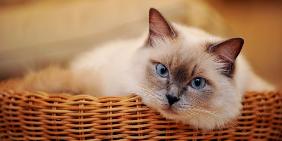 Graceful white cat with mesmerizing blue eyes.
