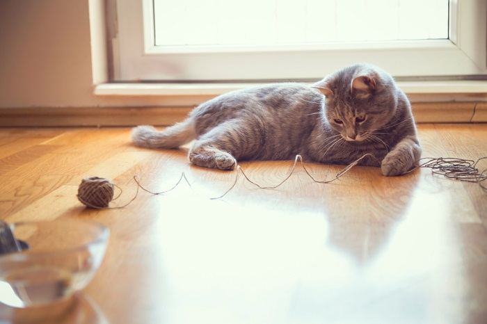 Why cats like to use rope so much