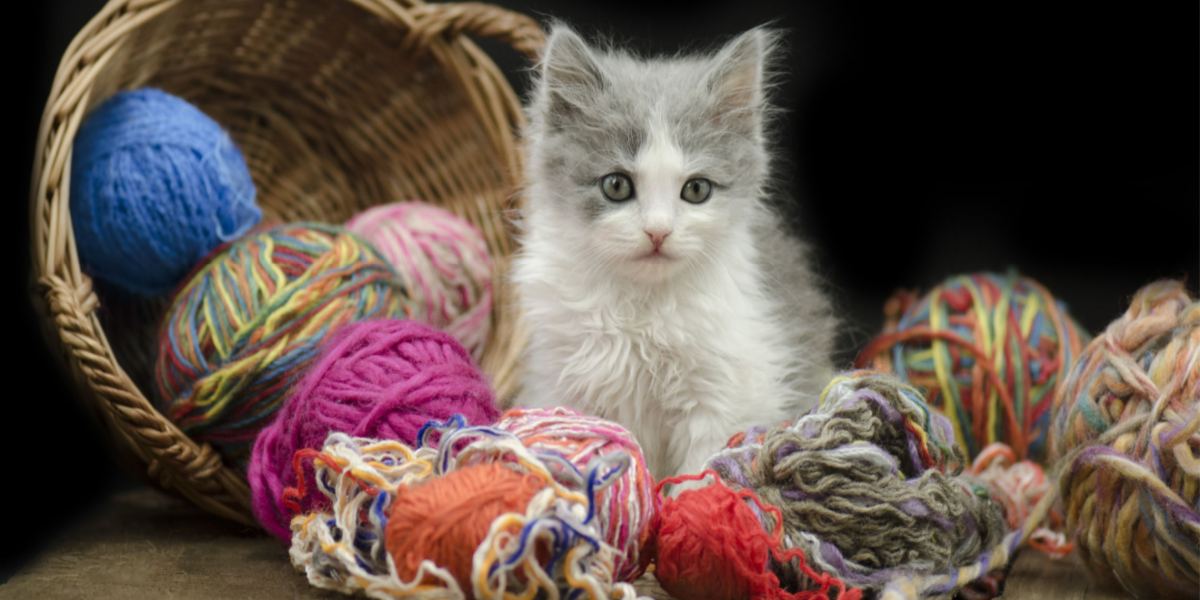 Fascinating image depicting a cat's fascination with a string.